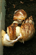 Lissachatina reticulata albino body páření